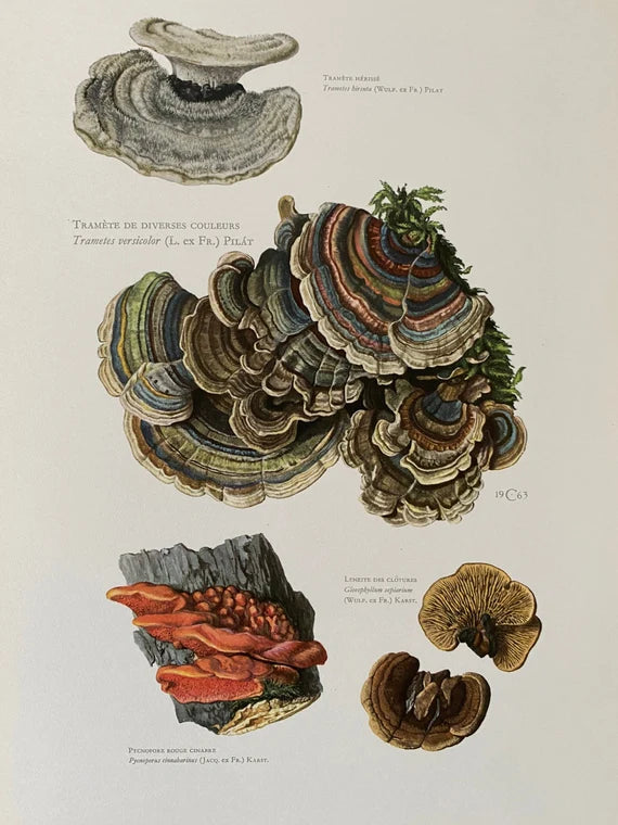 TURKEY TAIL