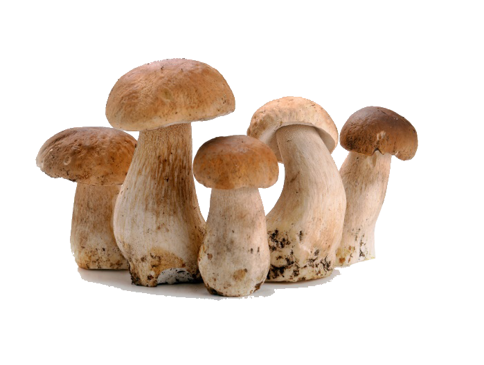 BOLETUS DESHIDRATADO