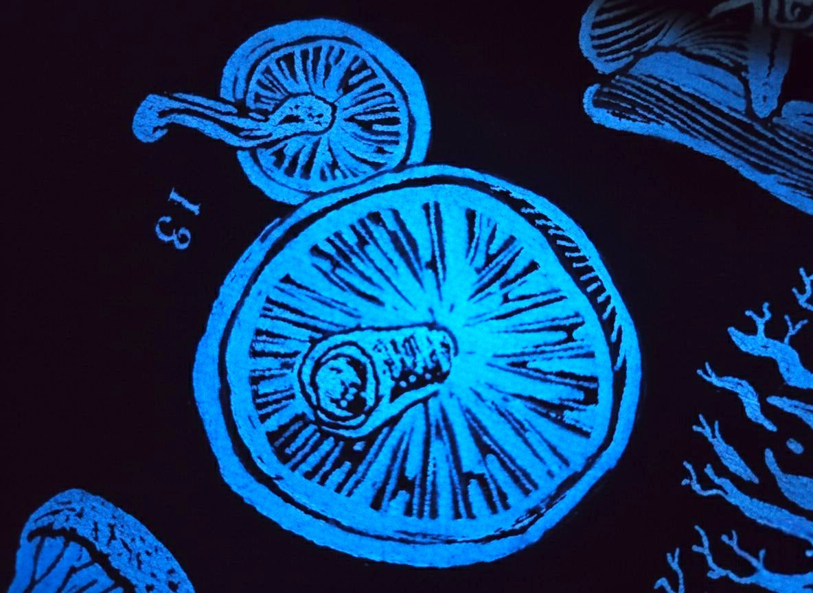 Fluorescent T-shirt 25 mushrooms