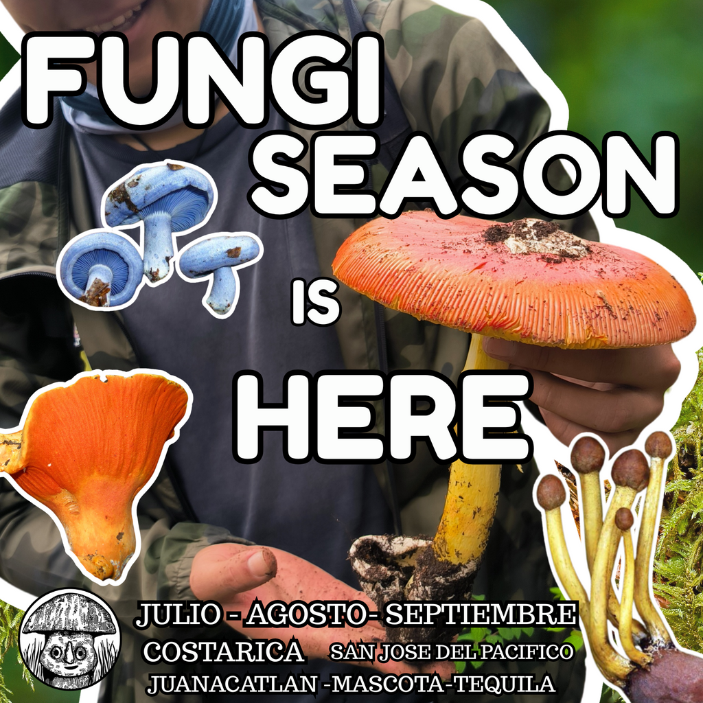 Mushrooms in Juanacatlán, Jalisco 🍄 Fungi Hiking