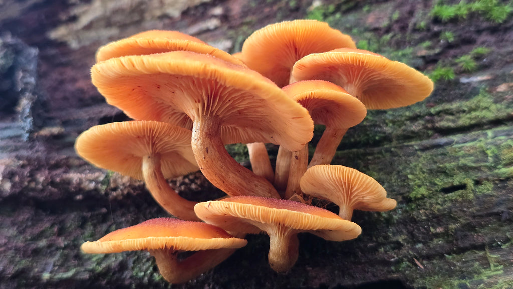 HONGOS EN COSTA RICA