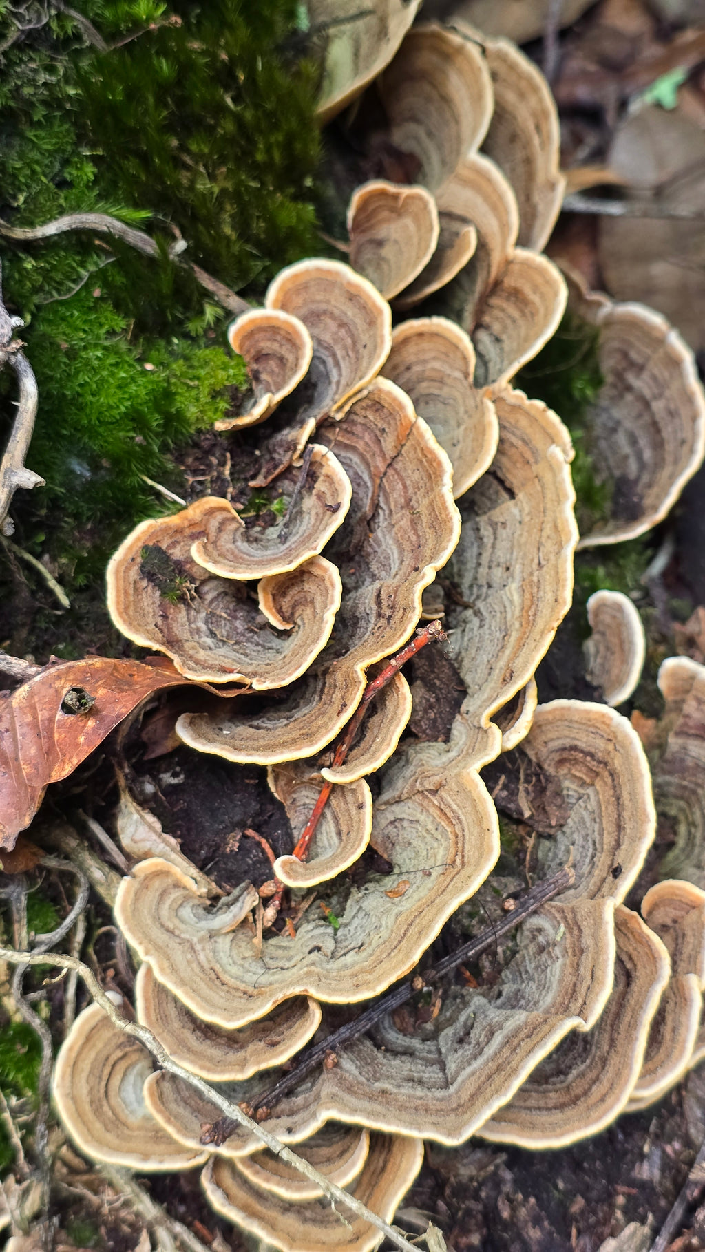 HONGOS EN COSTA RICA