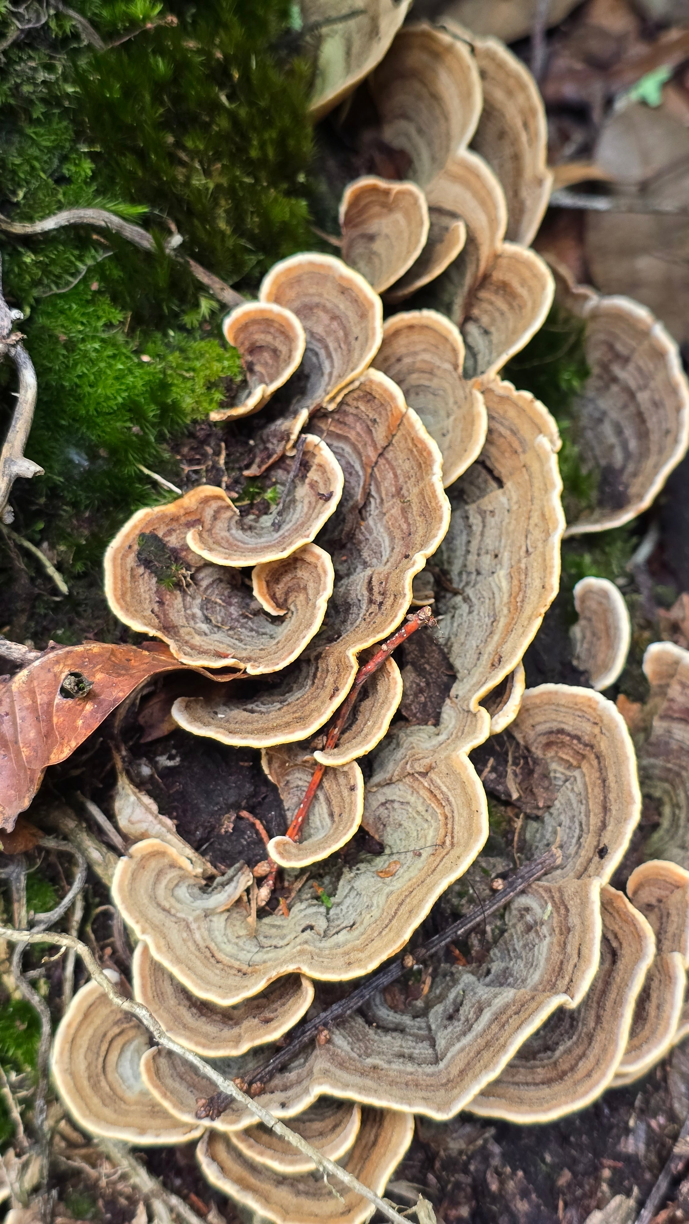 HONGOS EN COSTA RICA