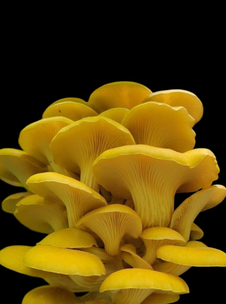 Fresh Yellow Mushroom