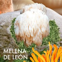 EXTRACTO DE MELENA DE LEON ( LIONS MANE )