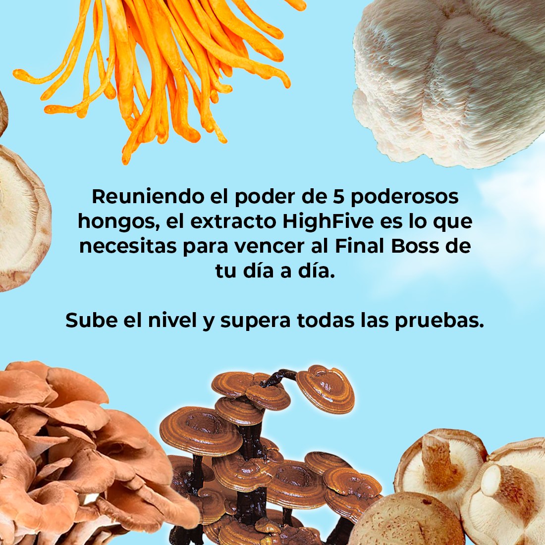 HighFive Extract (Mix of 5 Functional Mushrooms)