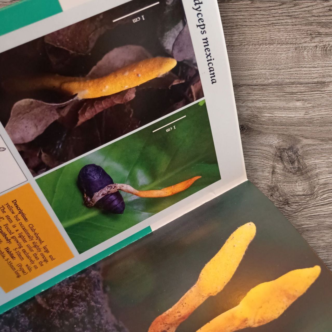 Libro "Carnivorous Fungi and the Obsidian Butterfly" Entomopathogenic fungi of Central Mexico