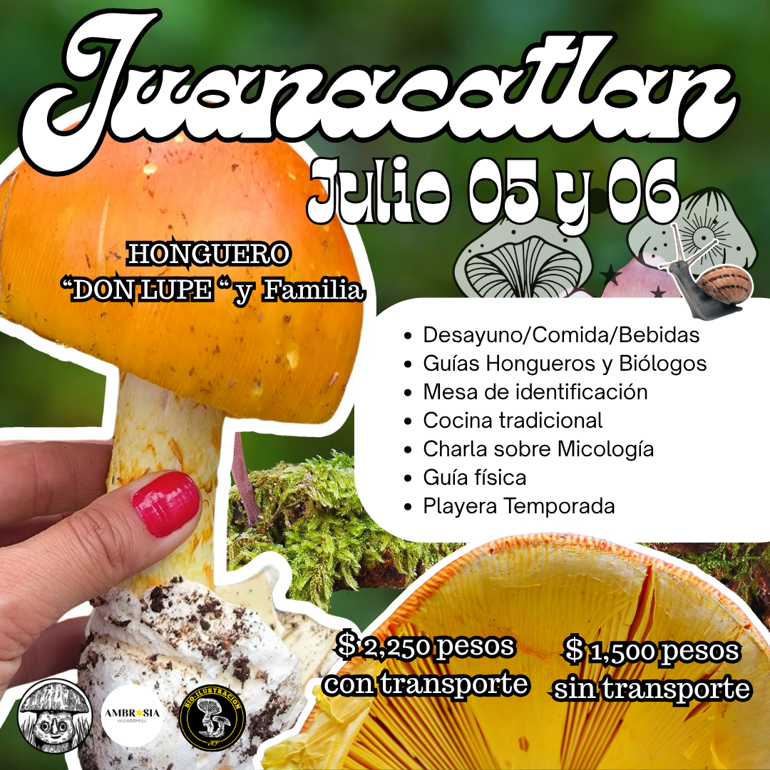 Mushrooms in Juanacatlán, Jalisco 🍄 Fungi Hiking