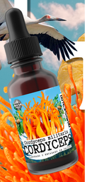 CORDYCEPS MILITARIS Adaptogen Extract
