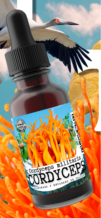 CORDYCEPS MILITARIS Adaptogen Extract
