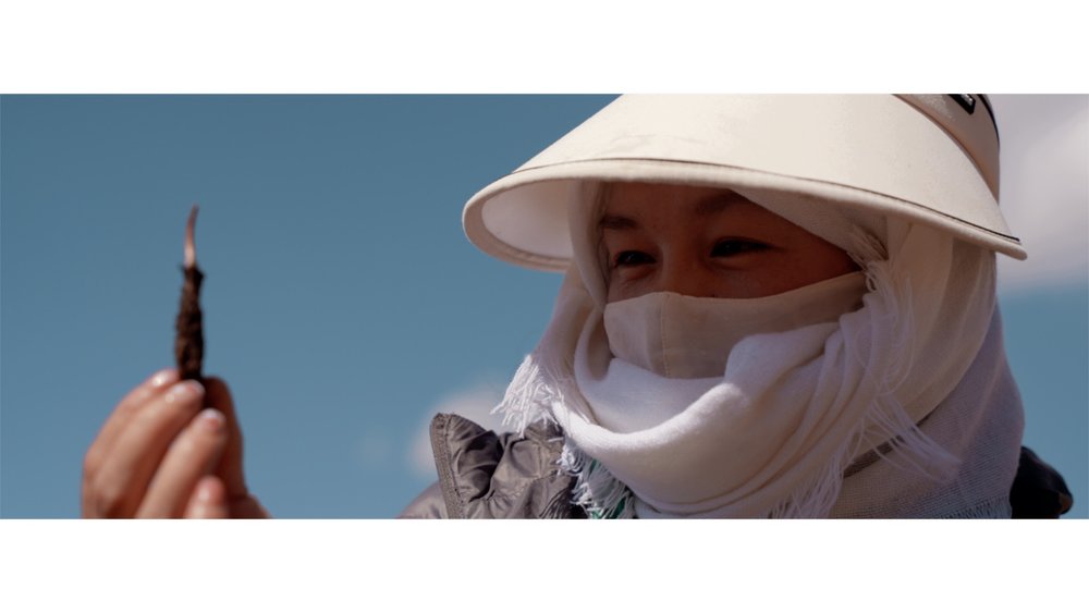 FUNGI FILM FESTIVAL IN MEXICO 🍄