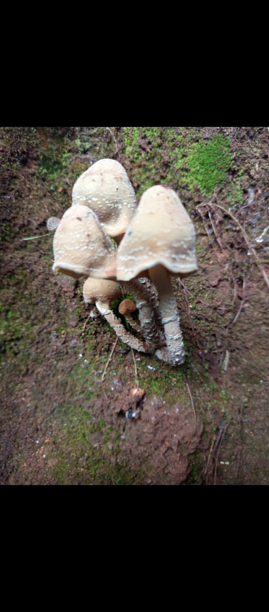 EXPERIENCIA FUNGI EN OAXACA
