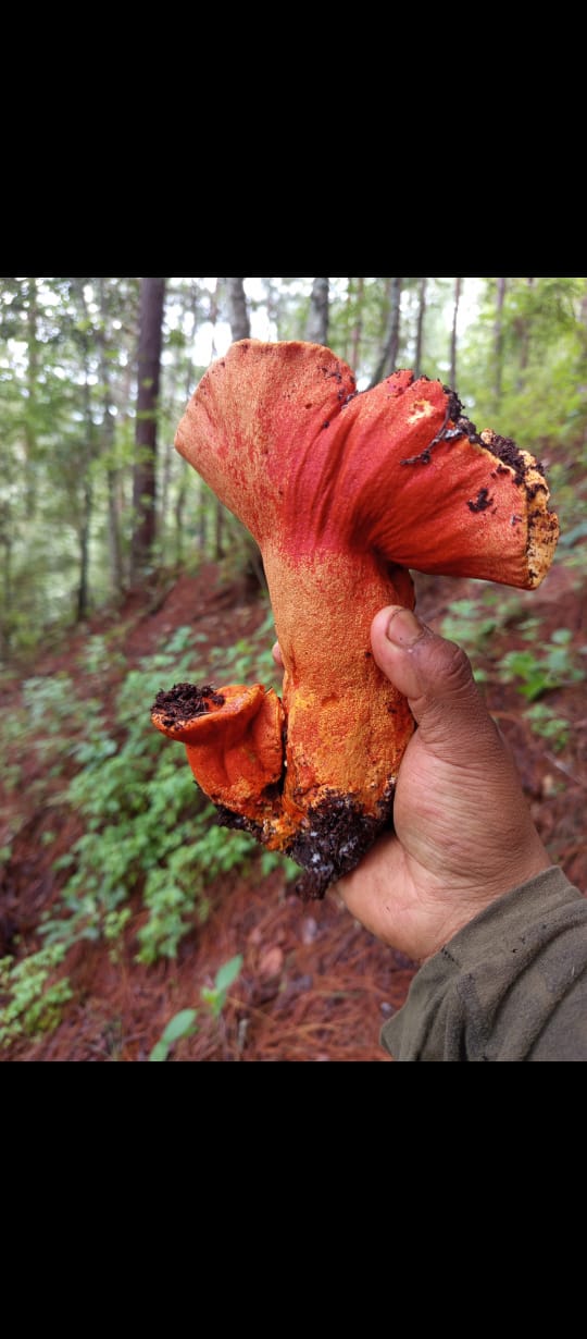 EXPERIENCIA FUNGI EN OAXACA