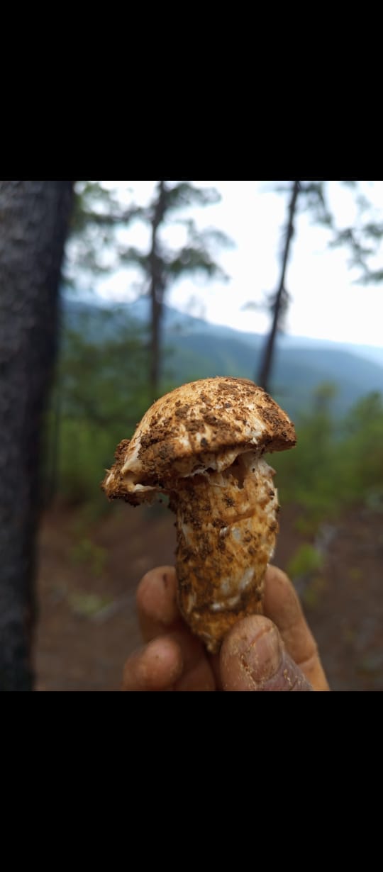 EXPERIENCIA FUNGI EN OAXACA