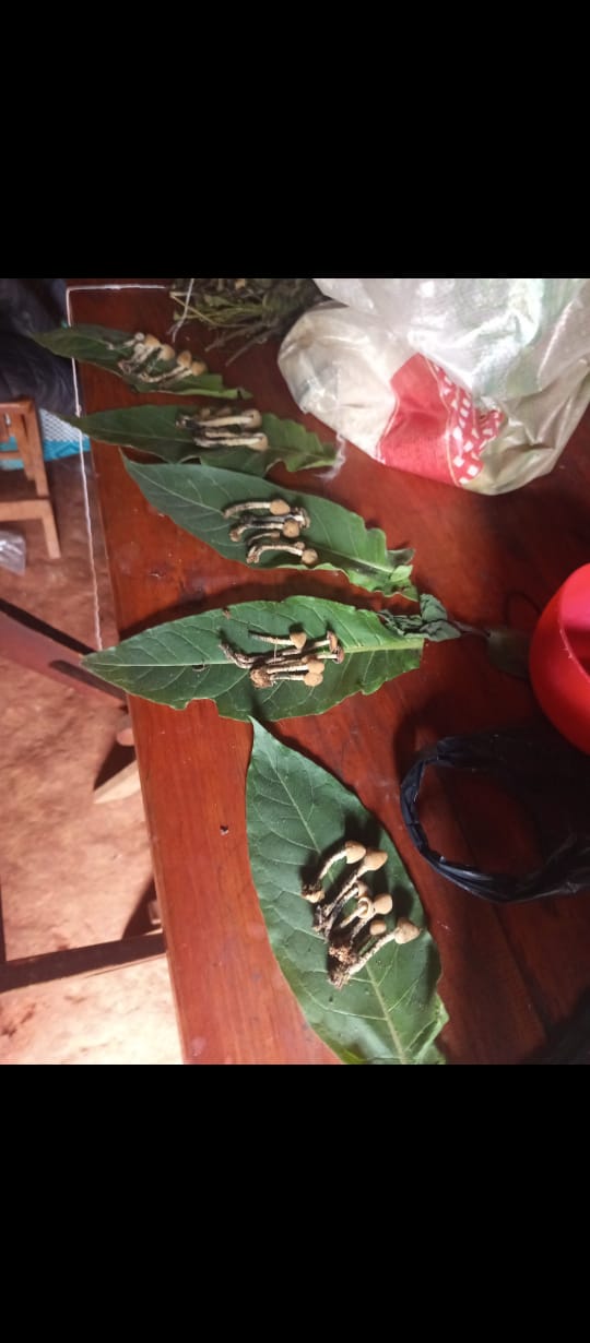 EXPERIENCIA FUNGI EN OAXACA