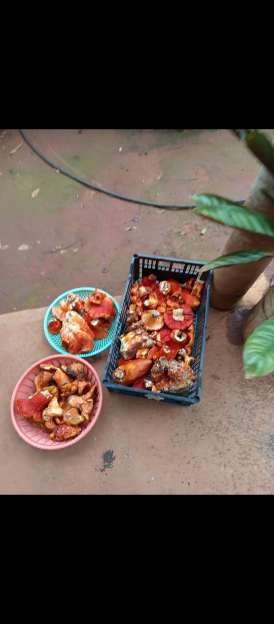 EXPERIENCIA FUNGI EN OAXACA