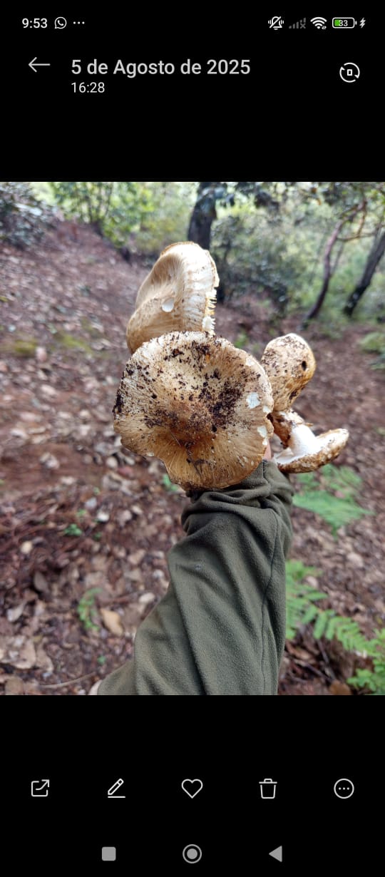 EXPERIENCIA FUNGI EN OAXACA
