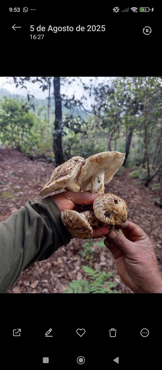 EXPERIENCIA FUNGI EN OAXACA