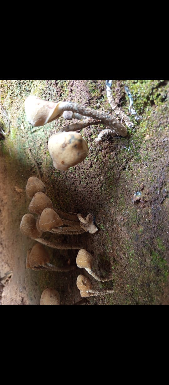 EXPERIENCIA FUNGI EN OAXACA