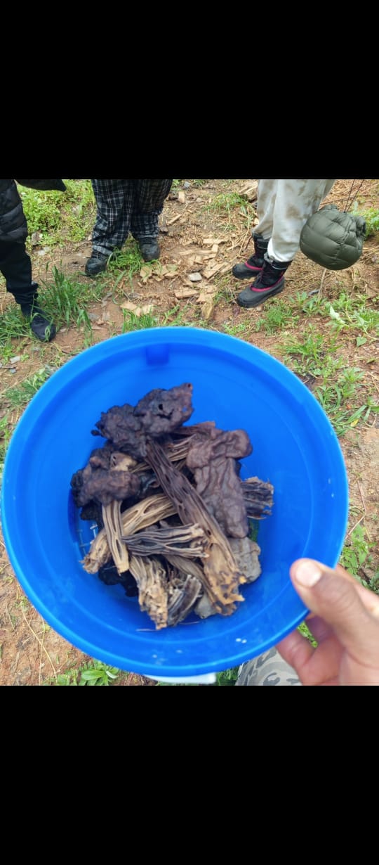 EXPERIENCIA FUNGI EN OAXACA