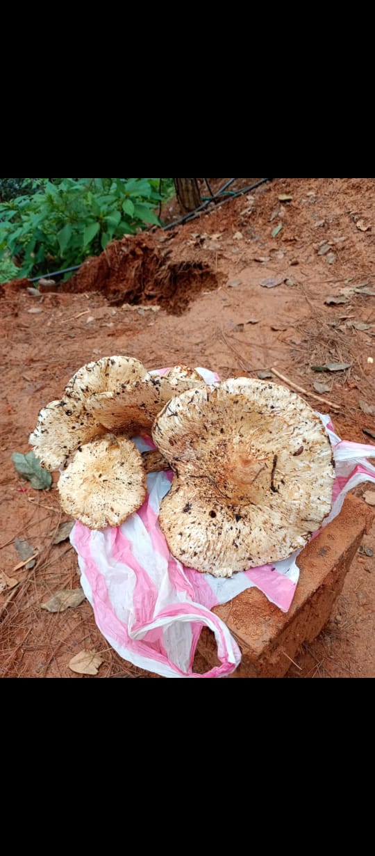 EXPERIENCIA FUNGI EN OAXACA
