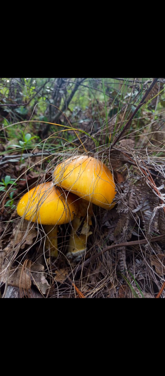 EXPERIENCIA FUNGI EN OAXACA