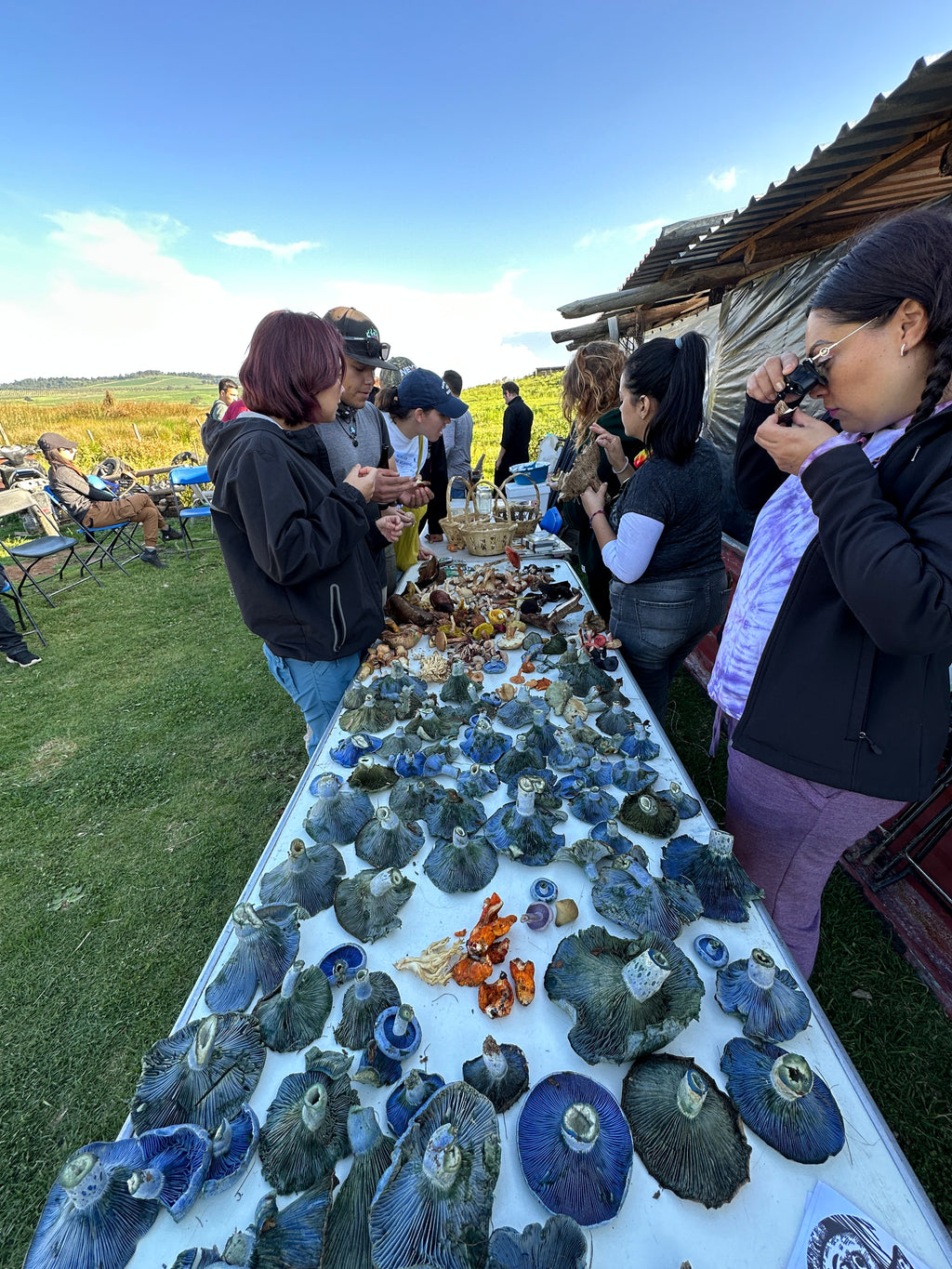 Mushrooms in Juanacatlán, Jalisco 🍄 Fungi Hiking
