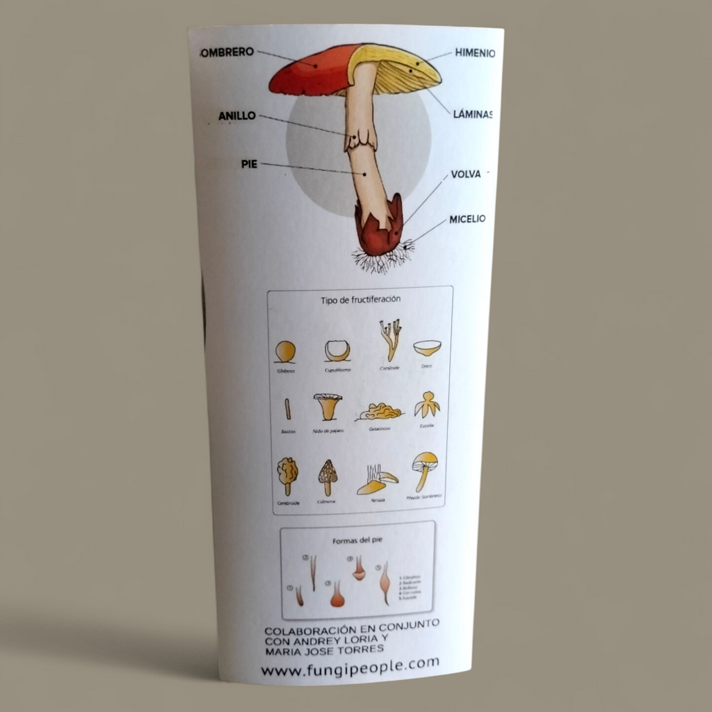 Tríptico "Guía de identificación de Hongos"
