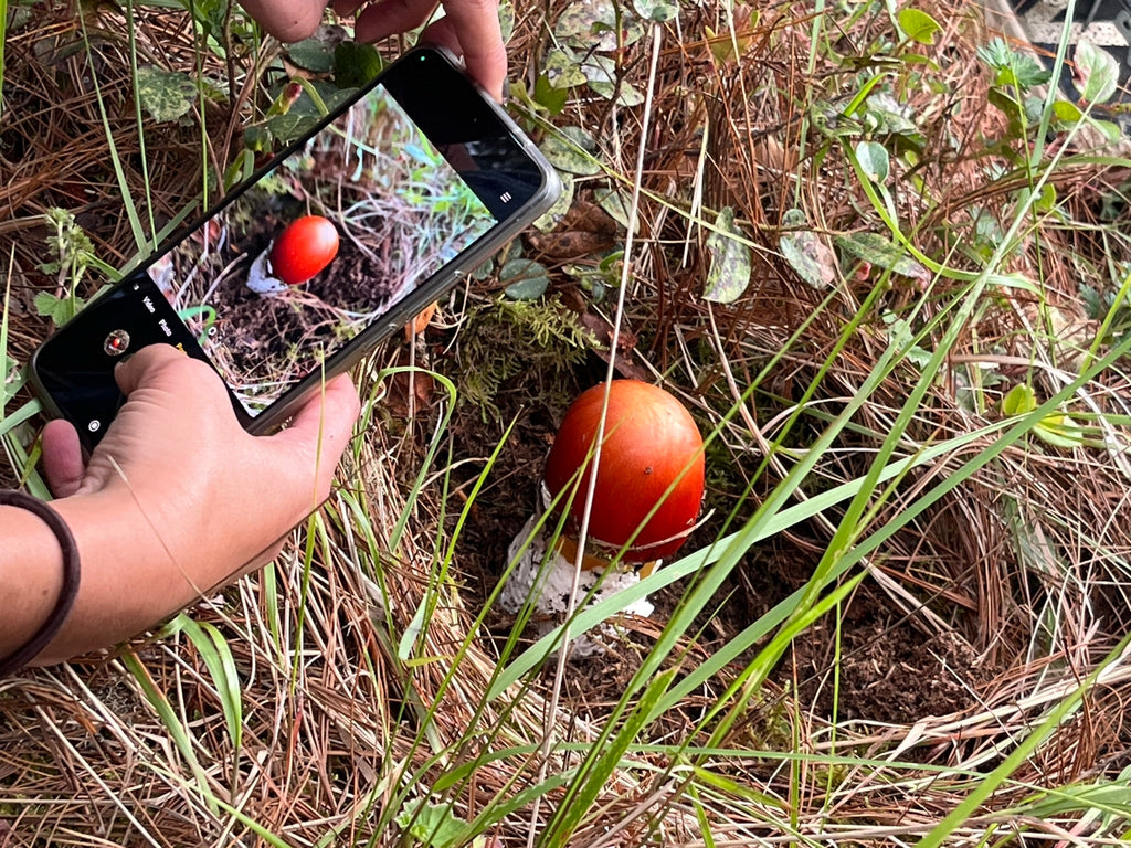 EXPERIENCIA FUNGI EN OAXACA