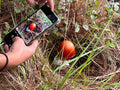 FUNGI EXPERIENCE IN OAXACA JULY 11 to JULY 17