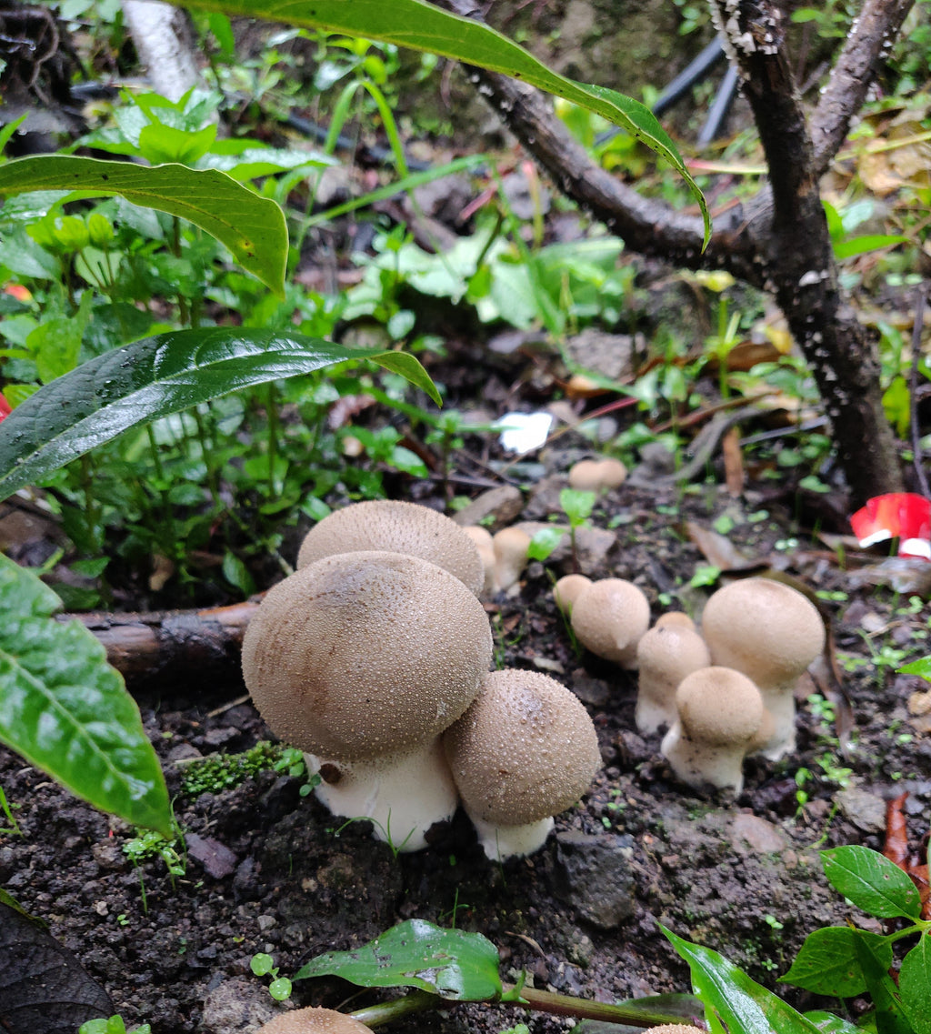 EXPERIENCIA FUNGI EN OAXACA