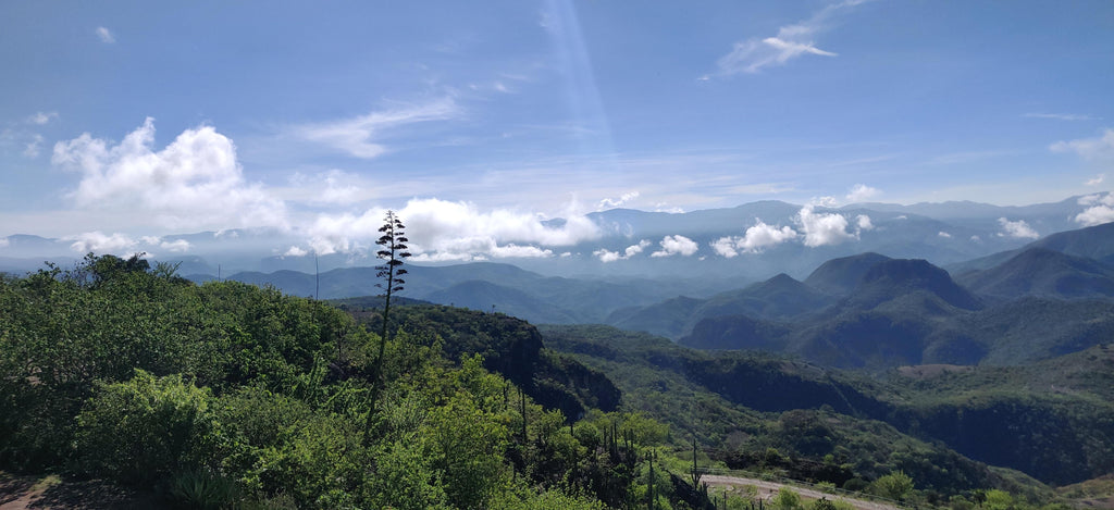 EXPERIENCIA FUNGI EN OAXACA