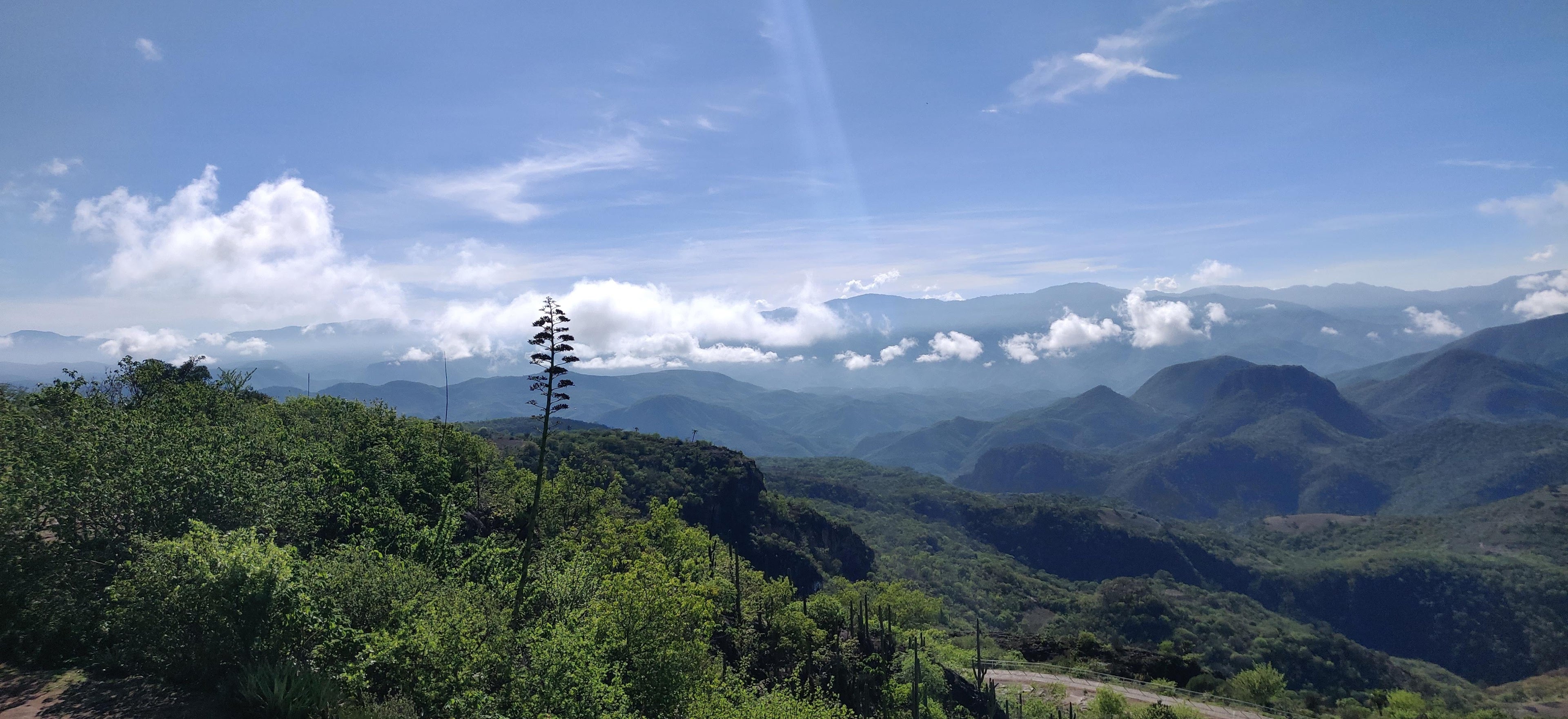 EXPERIENCIA FUNGI EN OAXACA