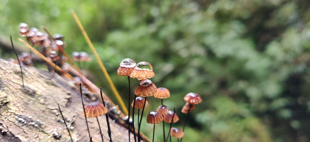 EXPERIENCIA FUNGI EN OAXACA