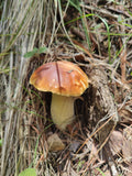 EXPERIENCIA FUNGI EN OAXACA