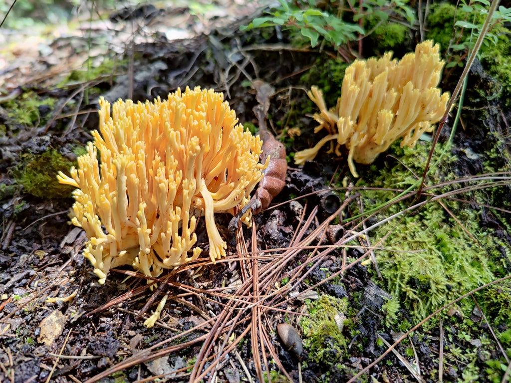EXPERIENCIA FUNGI EN OAXACA