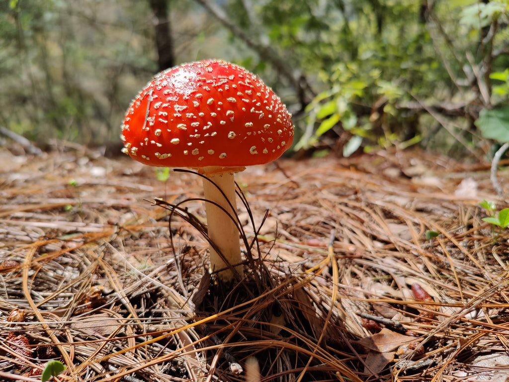EXPERIENCIA FUNGI EN OAXACA