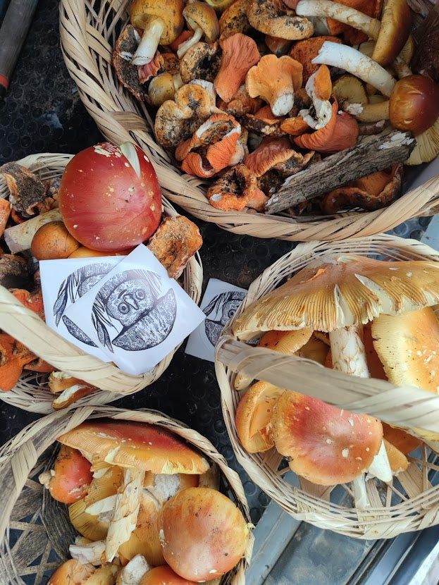 Mushrooms in Juanacatlán, Jalisco 🍄 Fungi Hiking