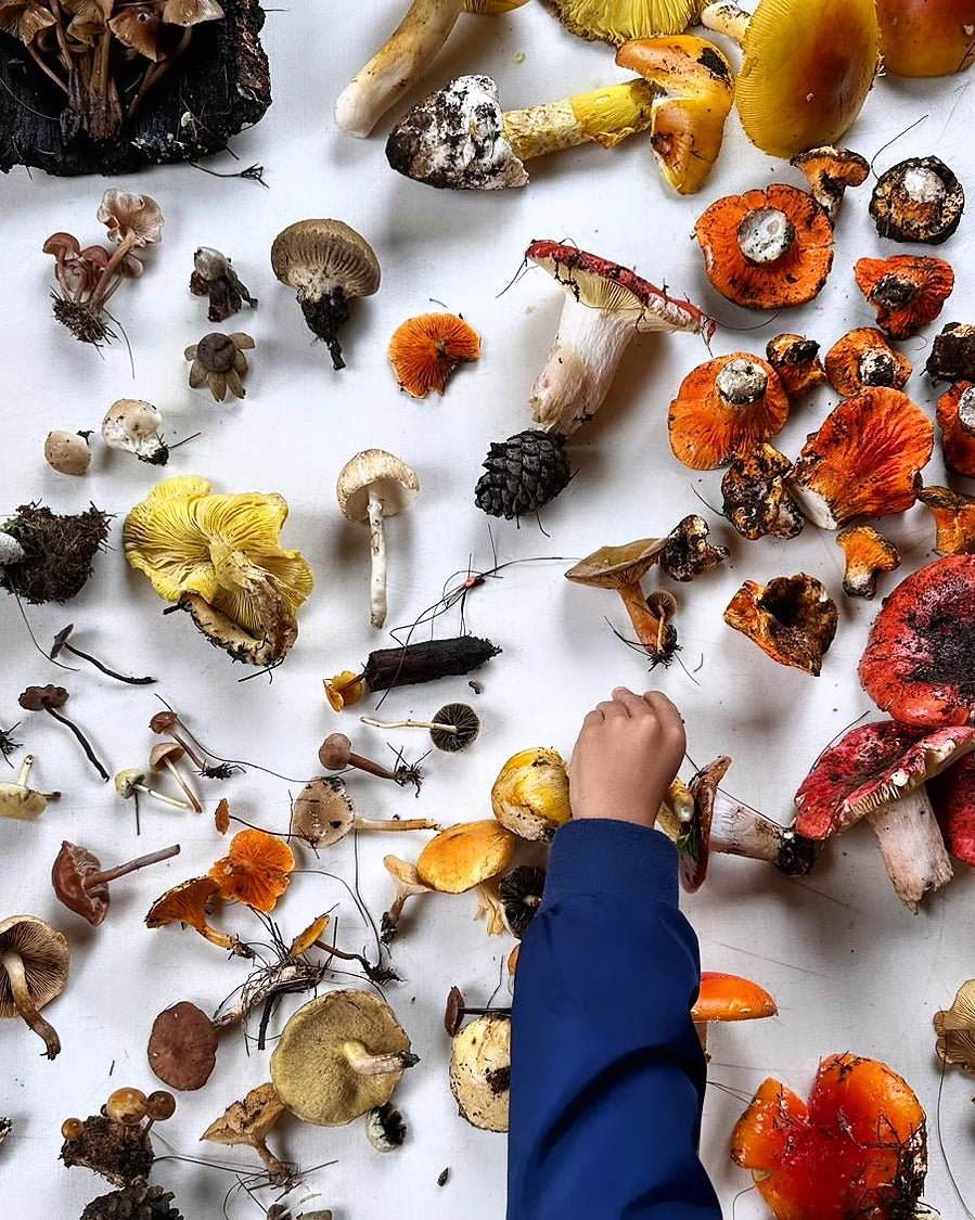 Mushrooms in Juanacatlán, Jalisco 🍄 Fungi Hiking