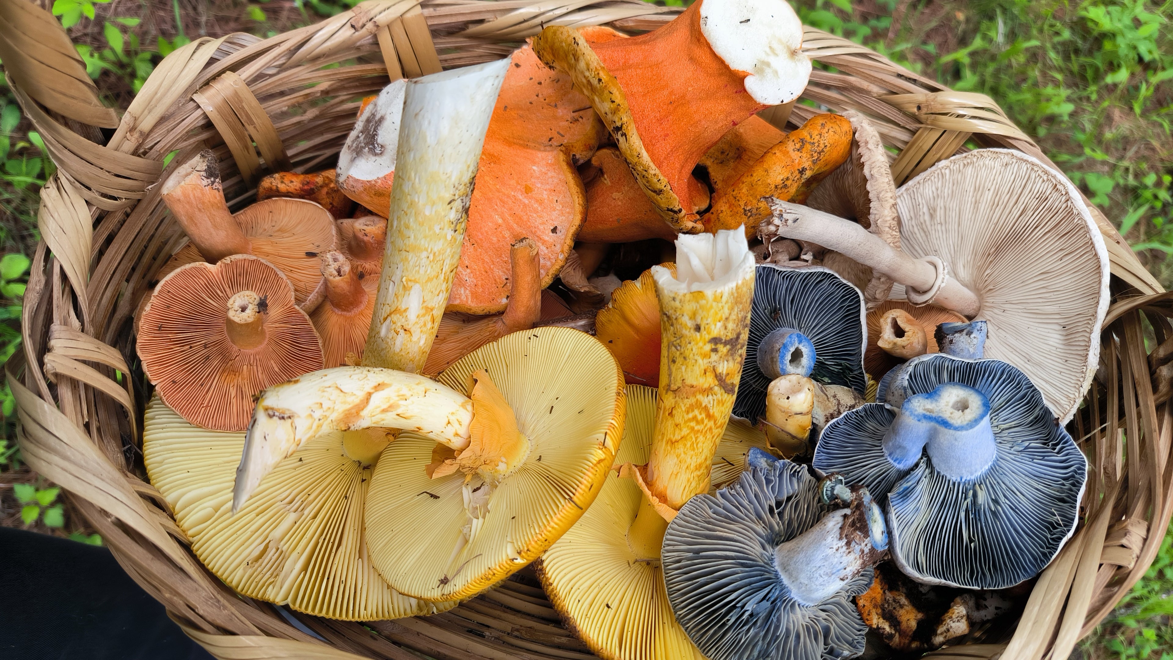 Hongos Deshidratados