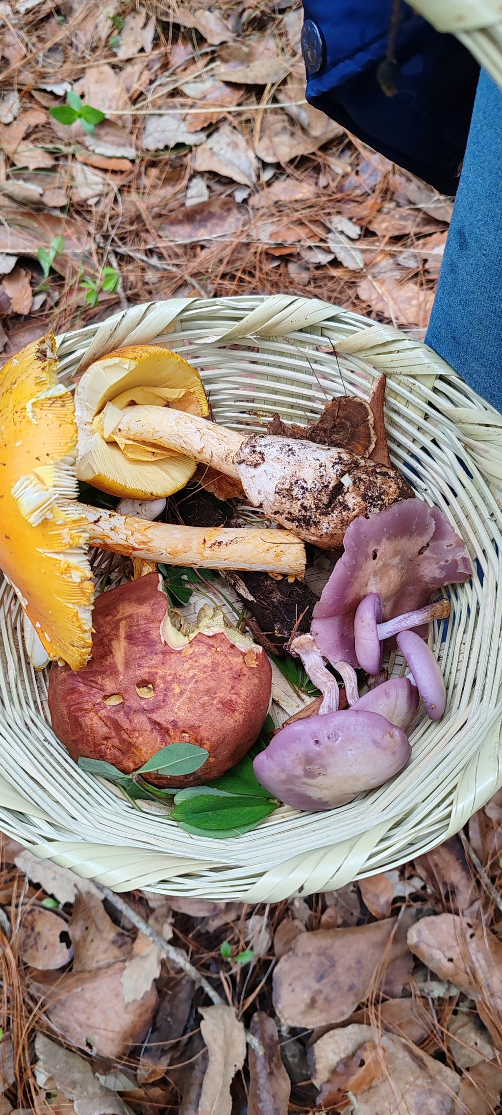 Mushrooms in Juanacatlán, Jalisco 🍄 Fungi Hiking