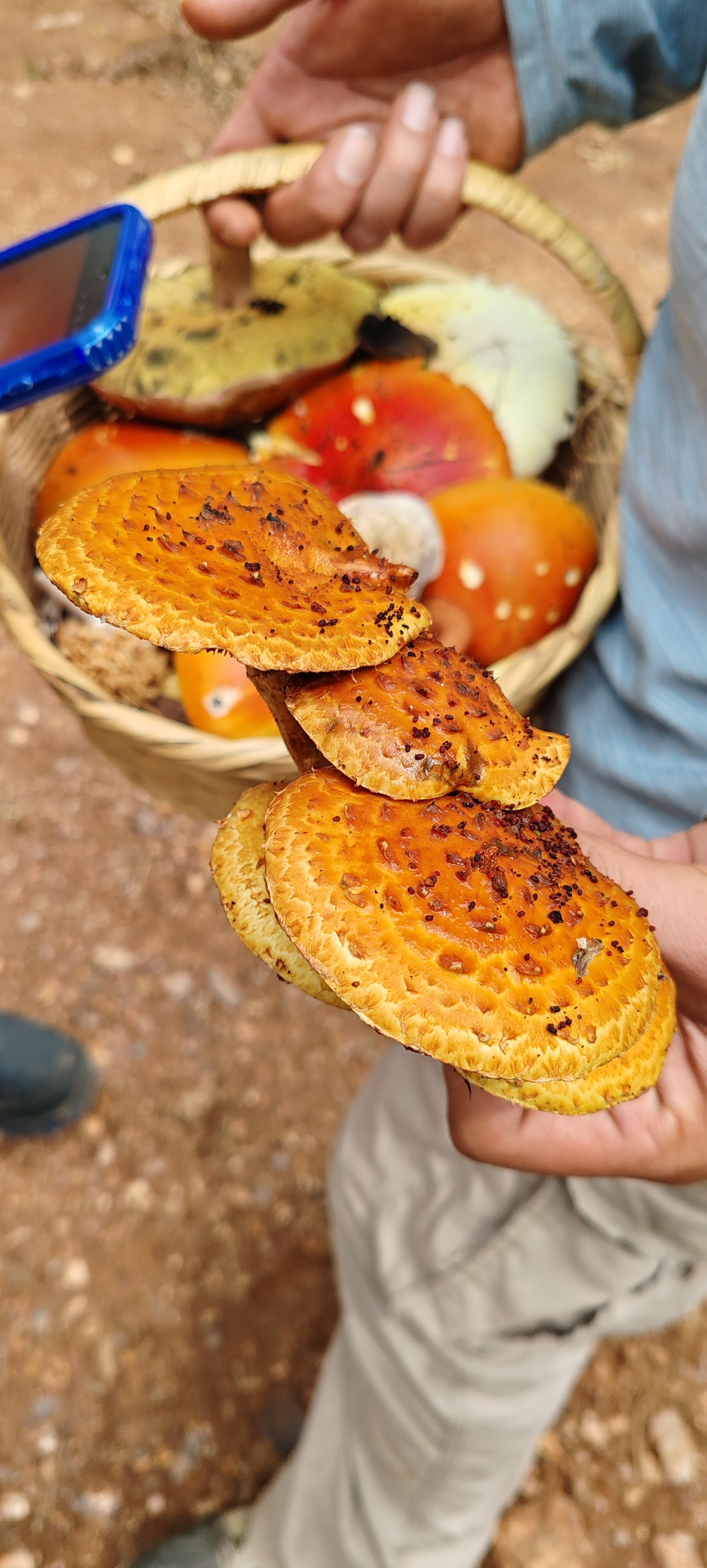 Mushrooms in Juanacatlán, Jalisco 🍄 Fungi Hiking