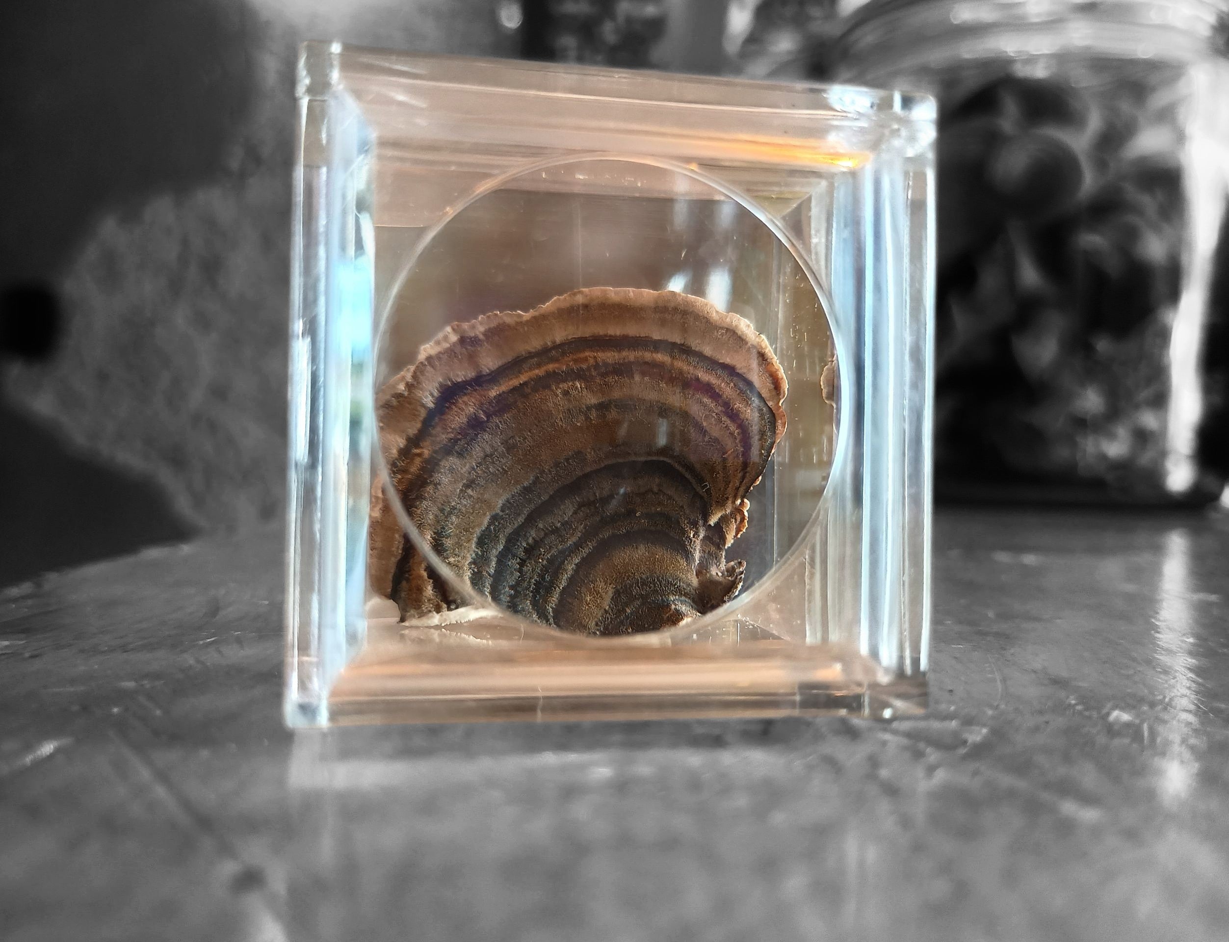 Turkey Tail Decoration Cube