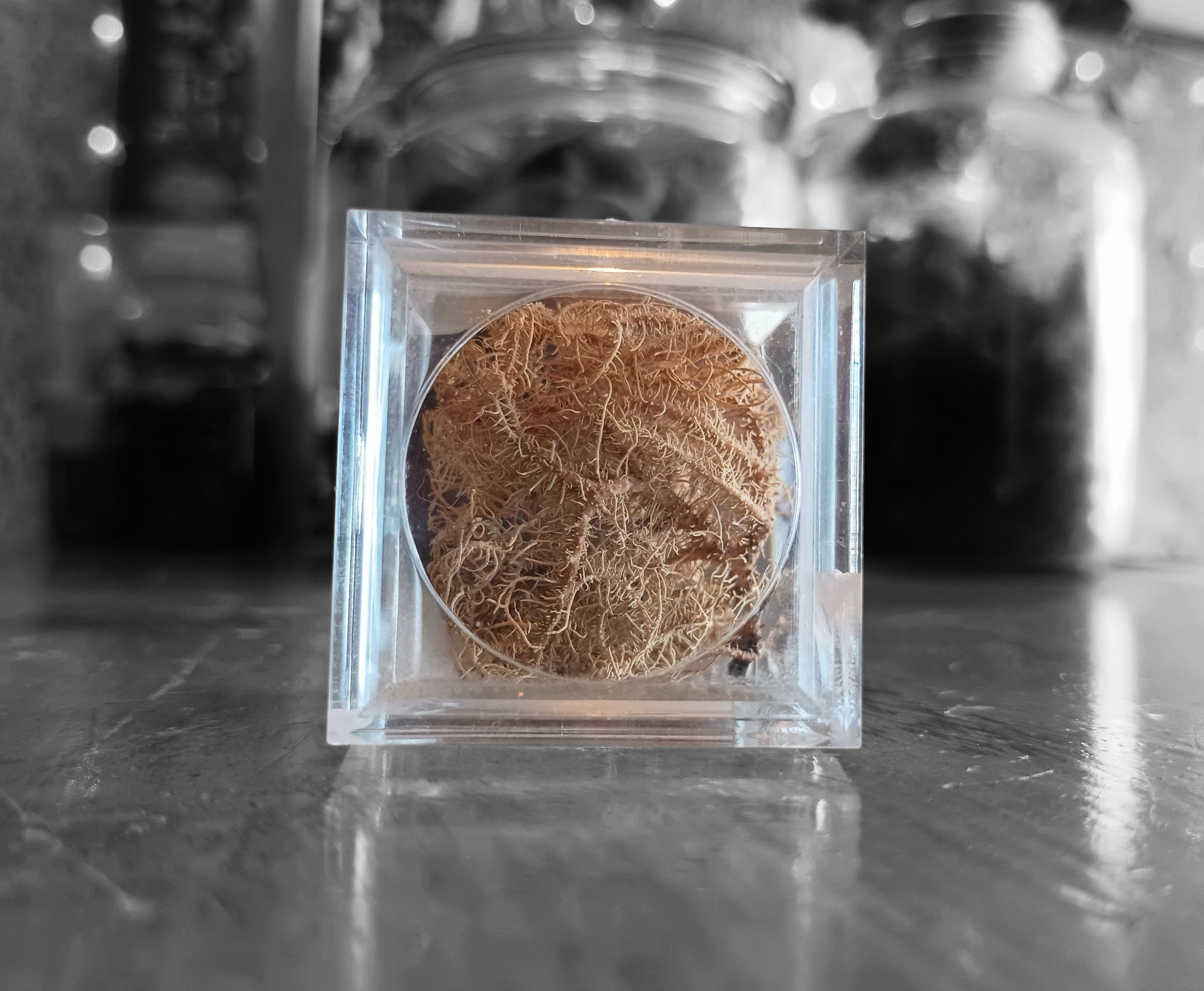 Lichen decorative cube