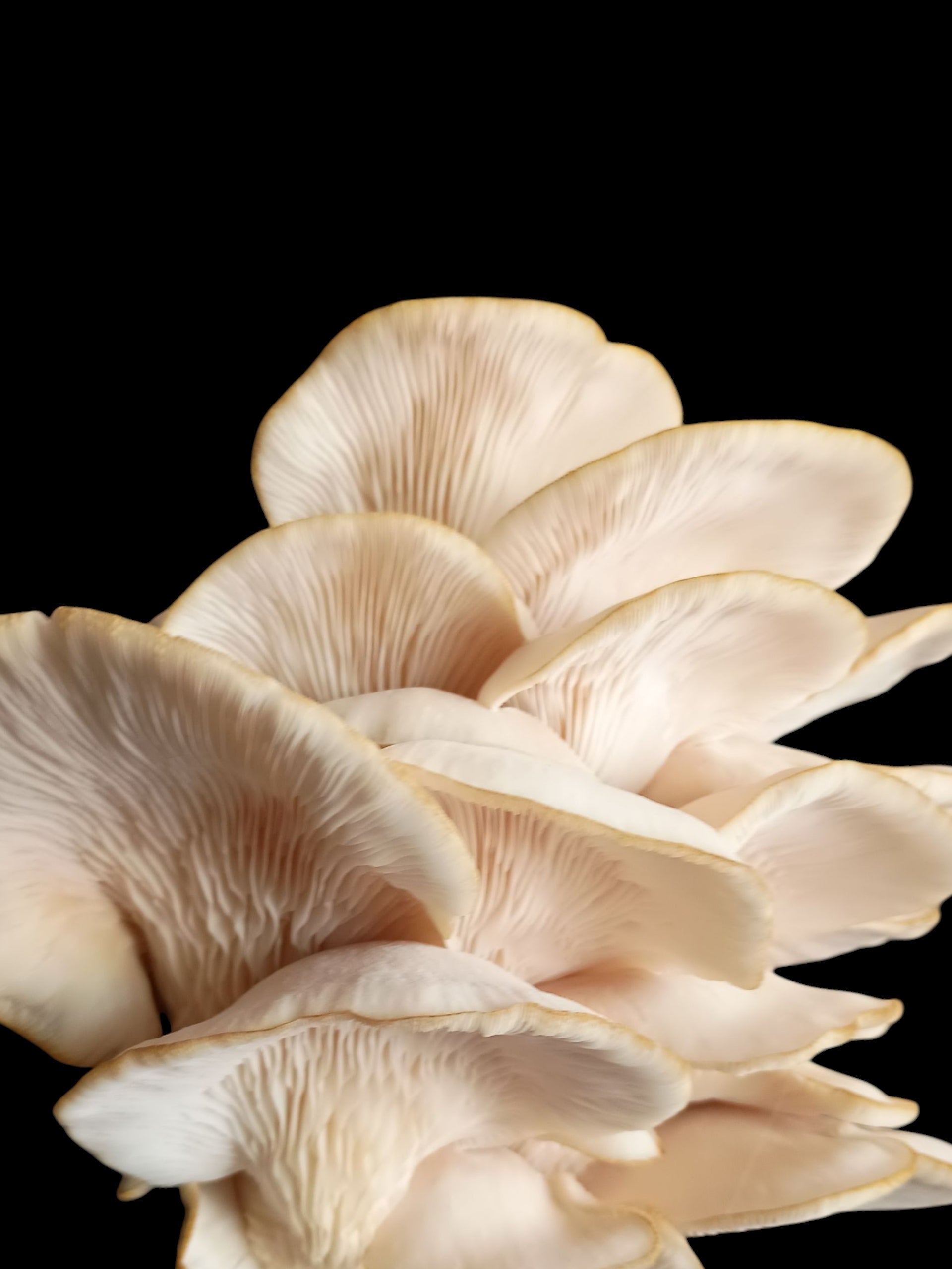 Fresh White Mushroom