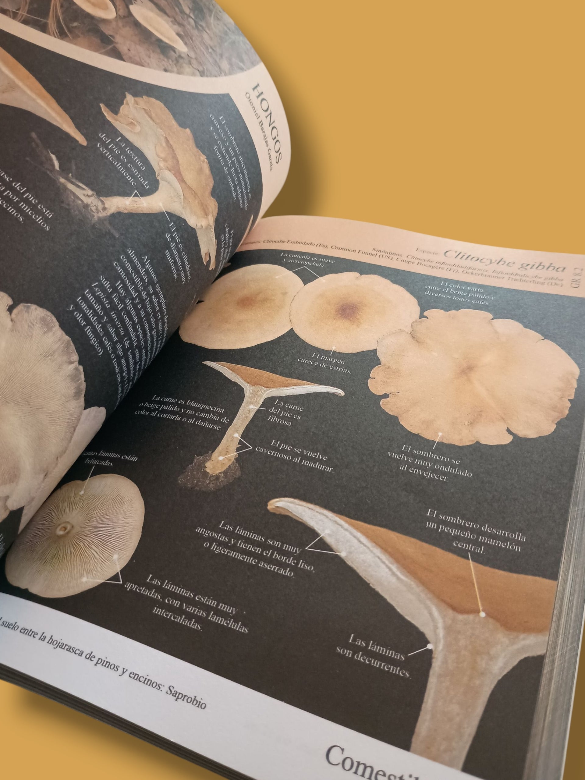 Libro "Hongos Guía de identificación" Otoniel Barajas