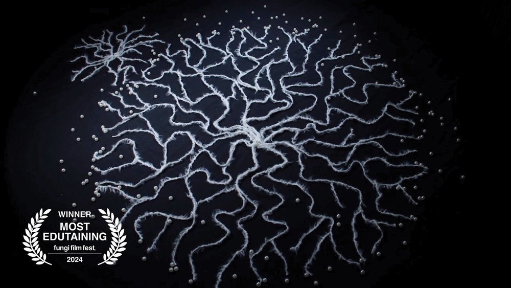 FUNGI FILM FESTIVAL IN MEXICO 🍄