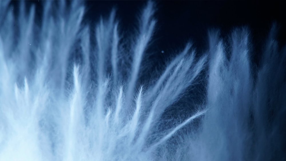 FUNGI FILM FESTIVAL IN MEXICO 🍄