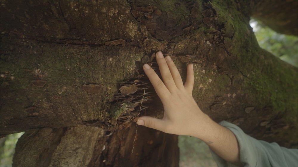 FUNGI FILM FESTIVAL IN MEXICO 🍄