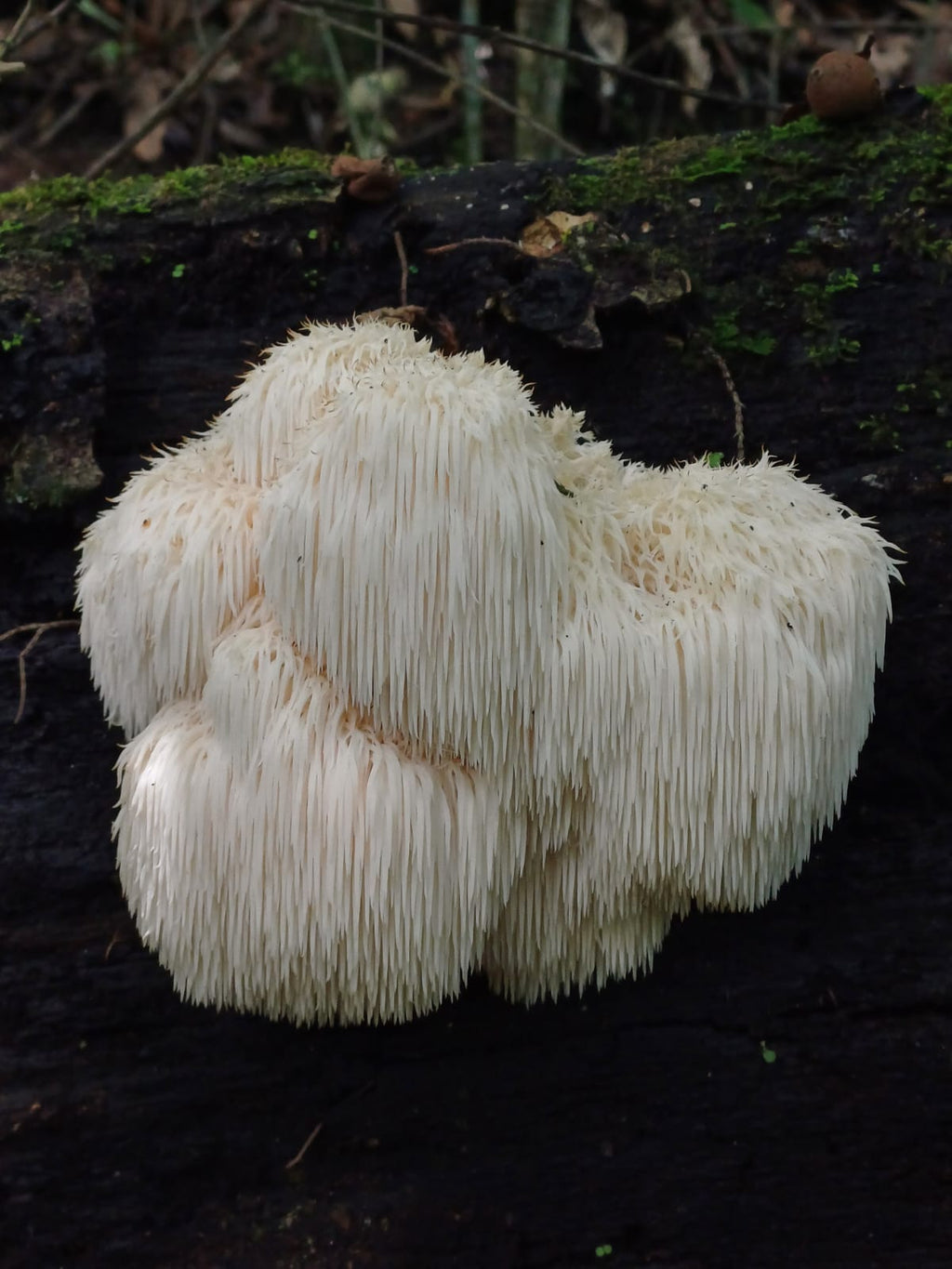 Melena de leon en miel